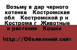 Возьму в дар черного котенка - Костромская обл., Костромской р-н, Кострома г. Животные и растения » Кошки   